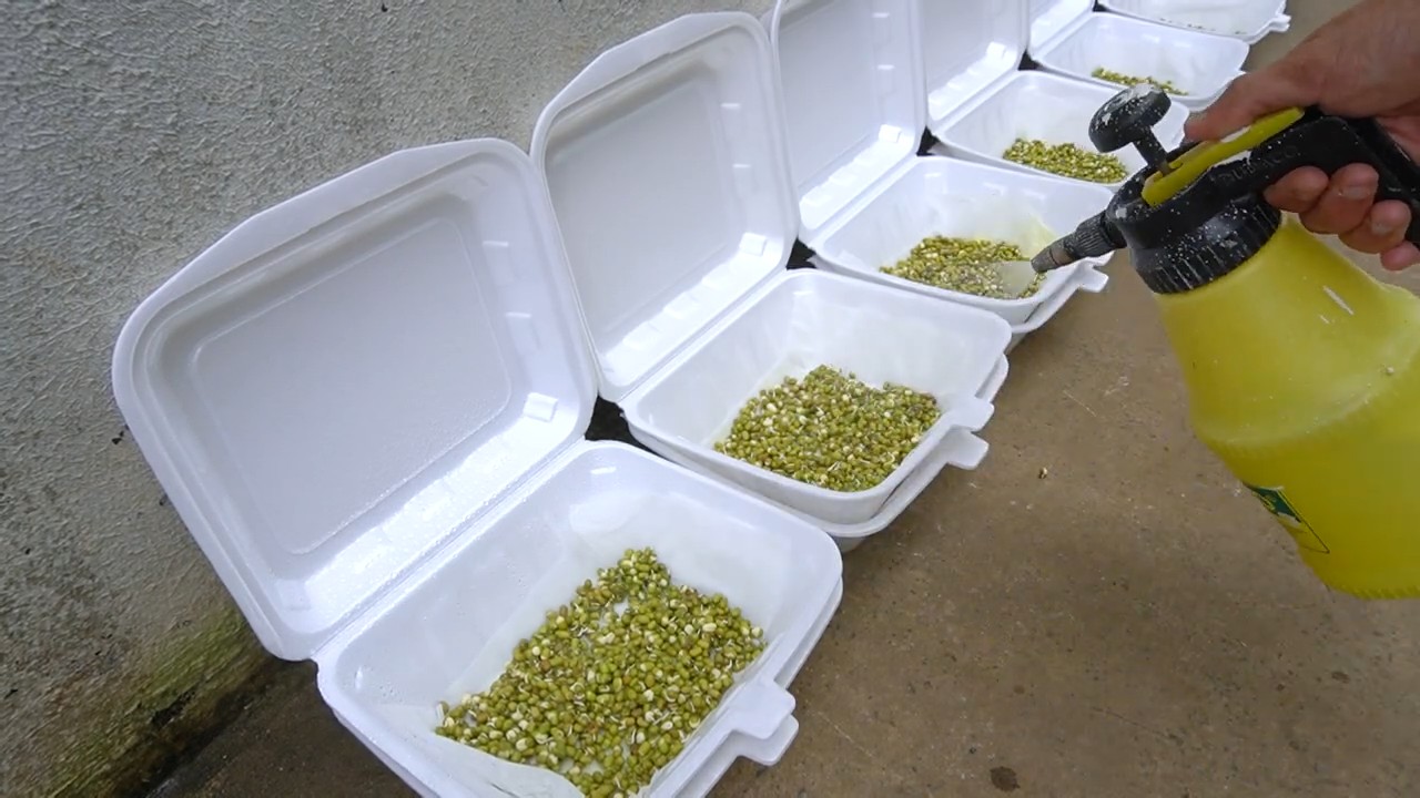 Grow bean sprouts at home