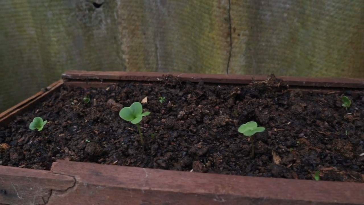 Grow Radish From Seed