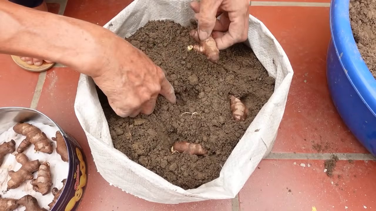 Fresh ginger storage tips
