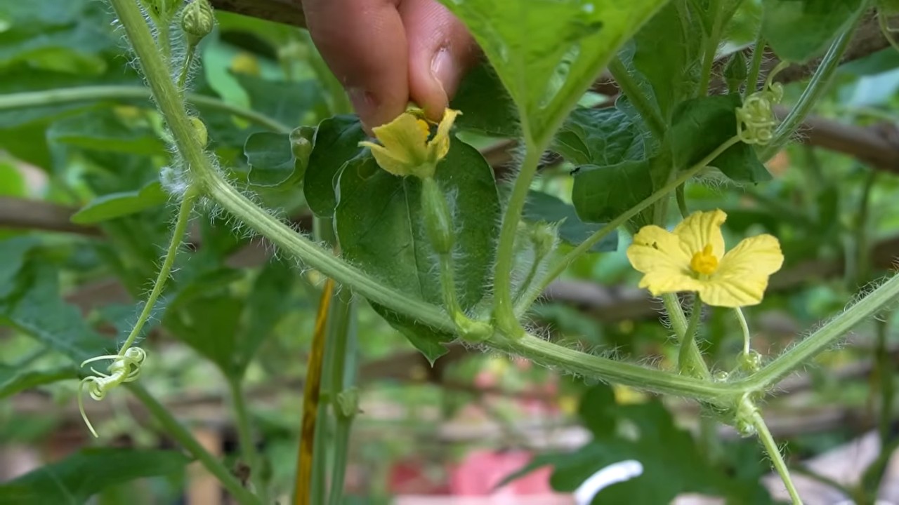 Watermelon Growing Hacks