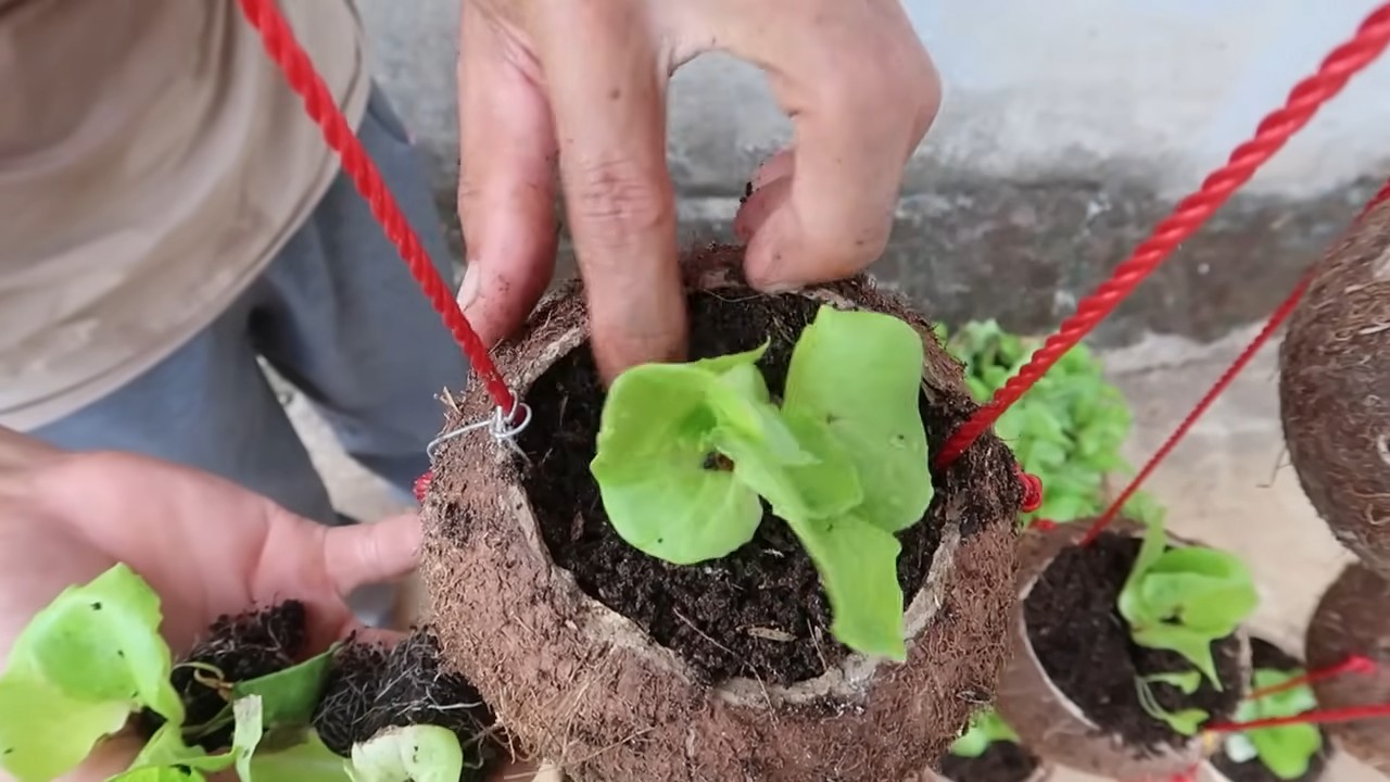 Growing lettuce in coconut shells