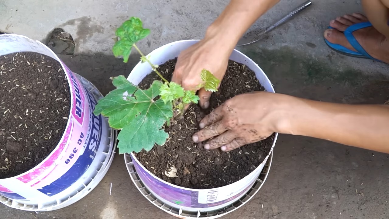 Year Round Grape Harvest