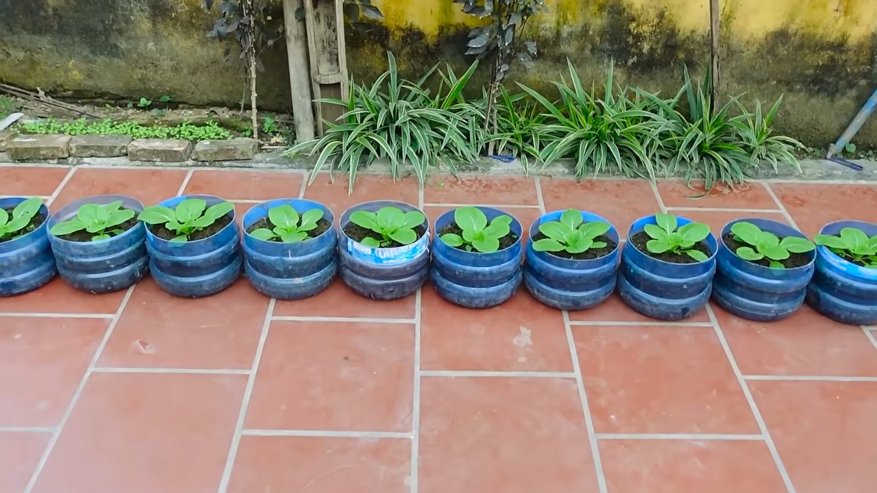Growing Chinese Cabbage Home