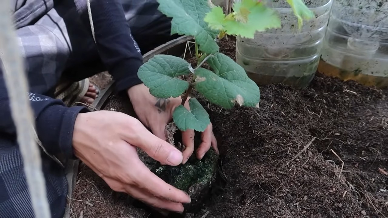 Backyard Grape Growing