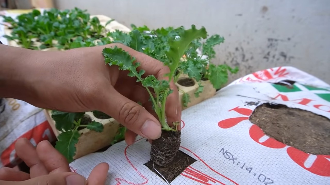 Growing kale in soil bags