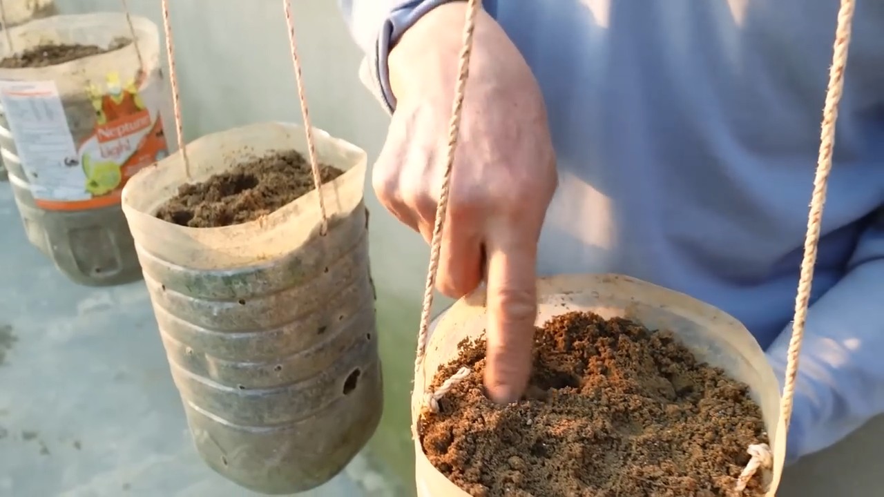 Growing Carrots at Home