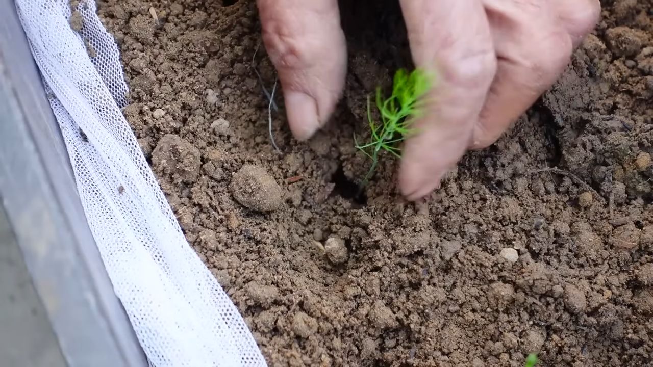 Grow Asparagus in Backyard