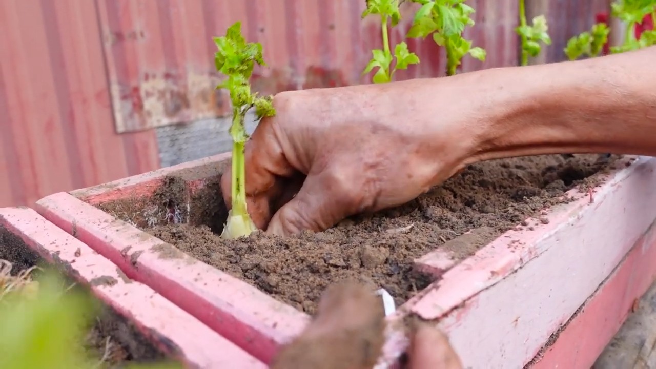 Grow celery along fence