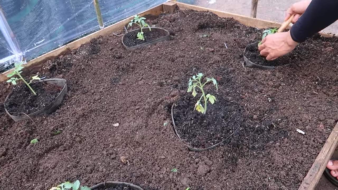 Growing Long Beans at Home
