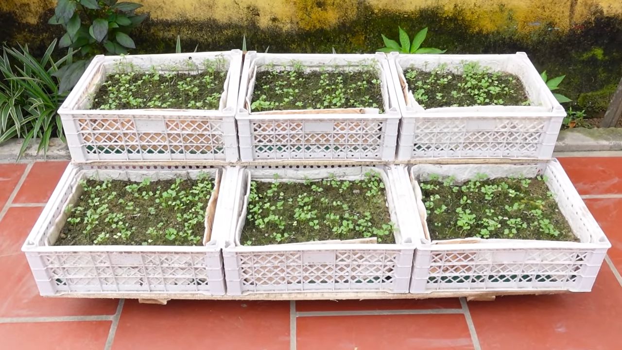Hanging mustard greens storage