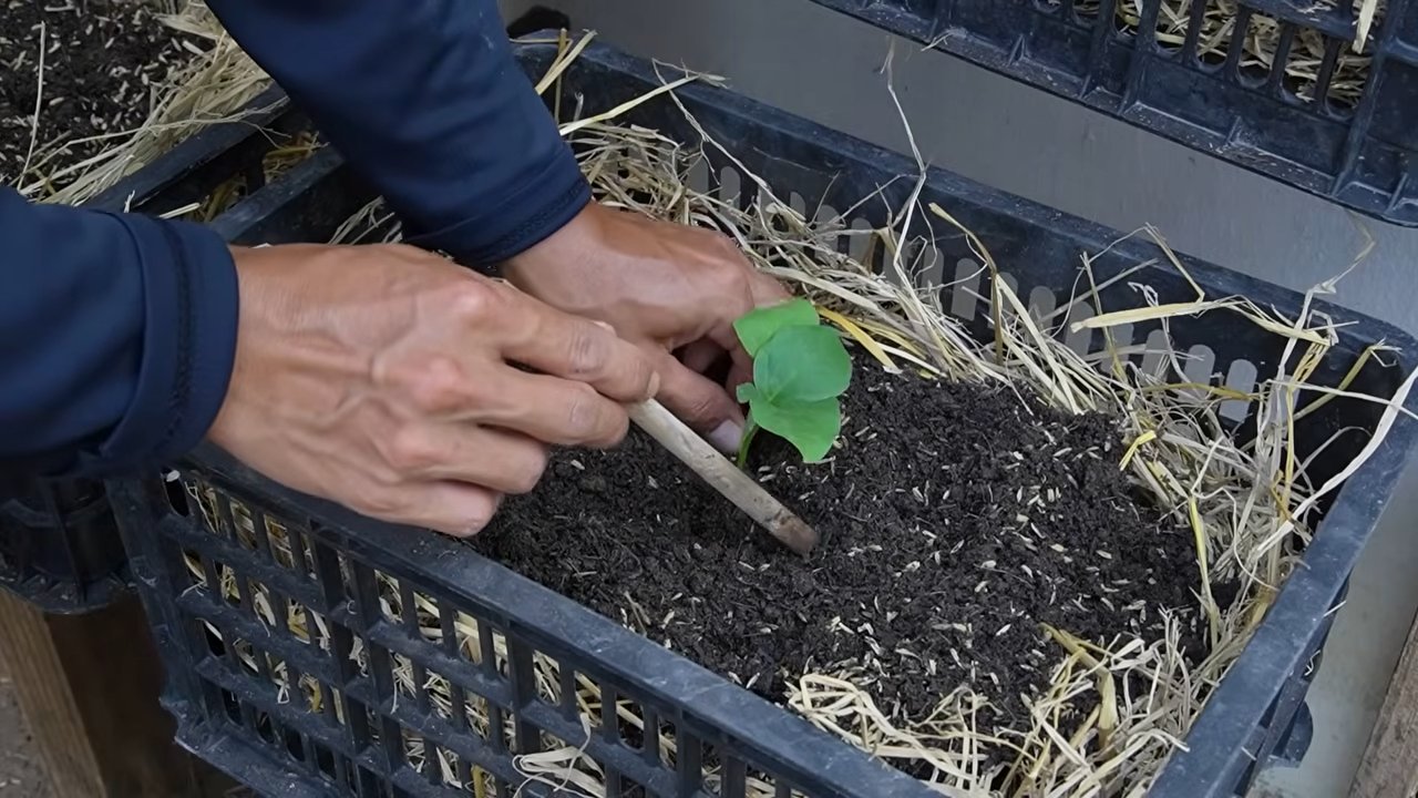 Growing Eggplants Guide