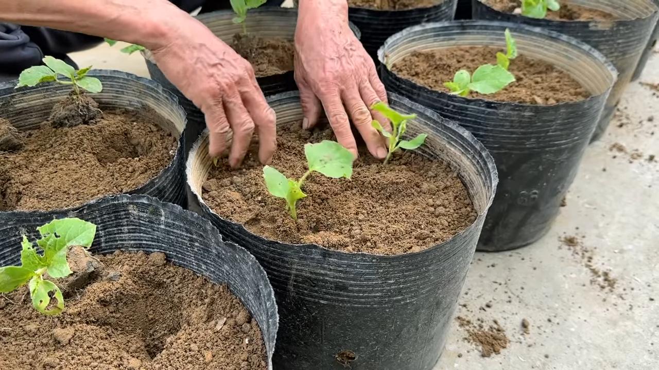 Unusual melon huge harvest