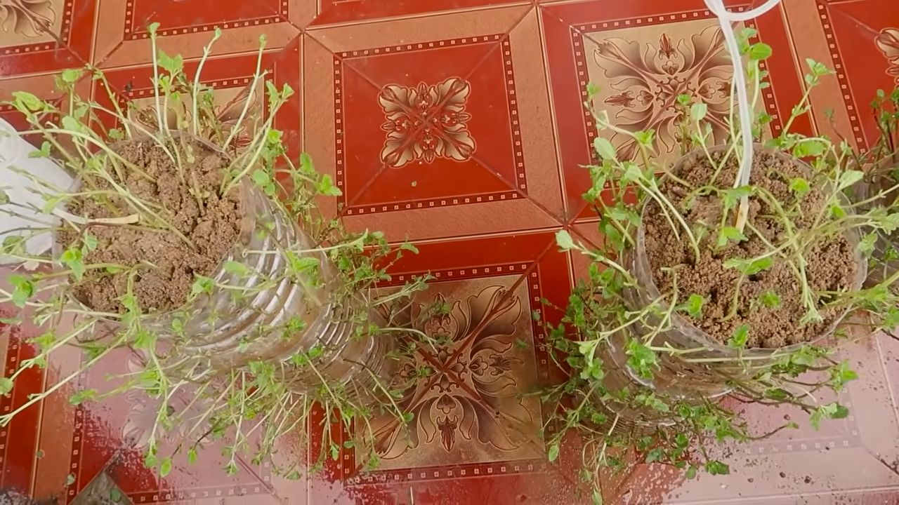 Growing Mint Successfully