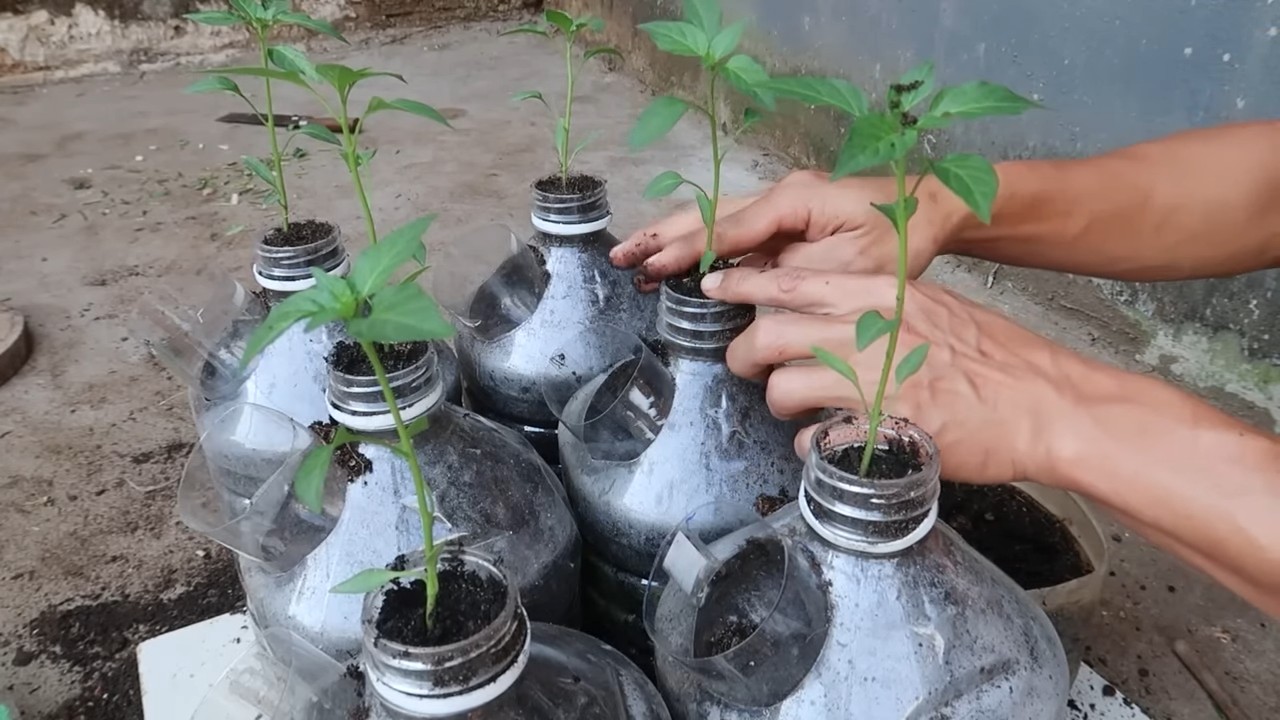 Growing chili peppers at home