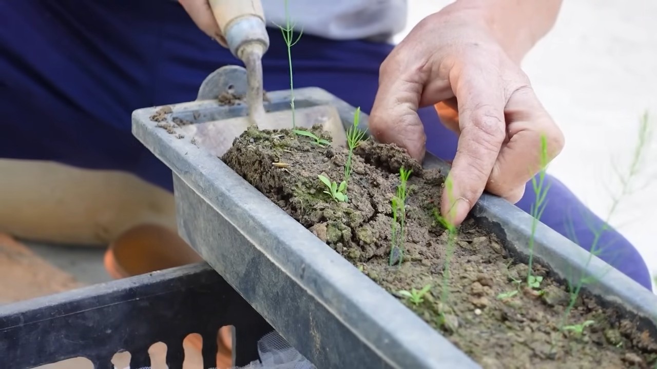 Asparagus Growing Tips