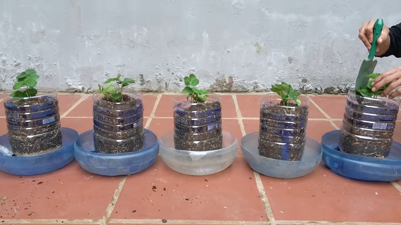 Growing Strawberries Small Space