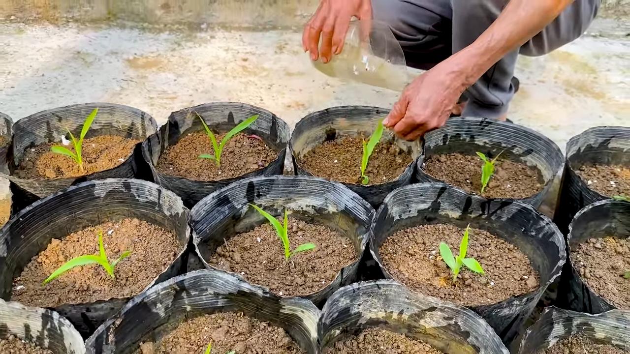 Rooftop Corn Growing Concrete
