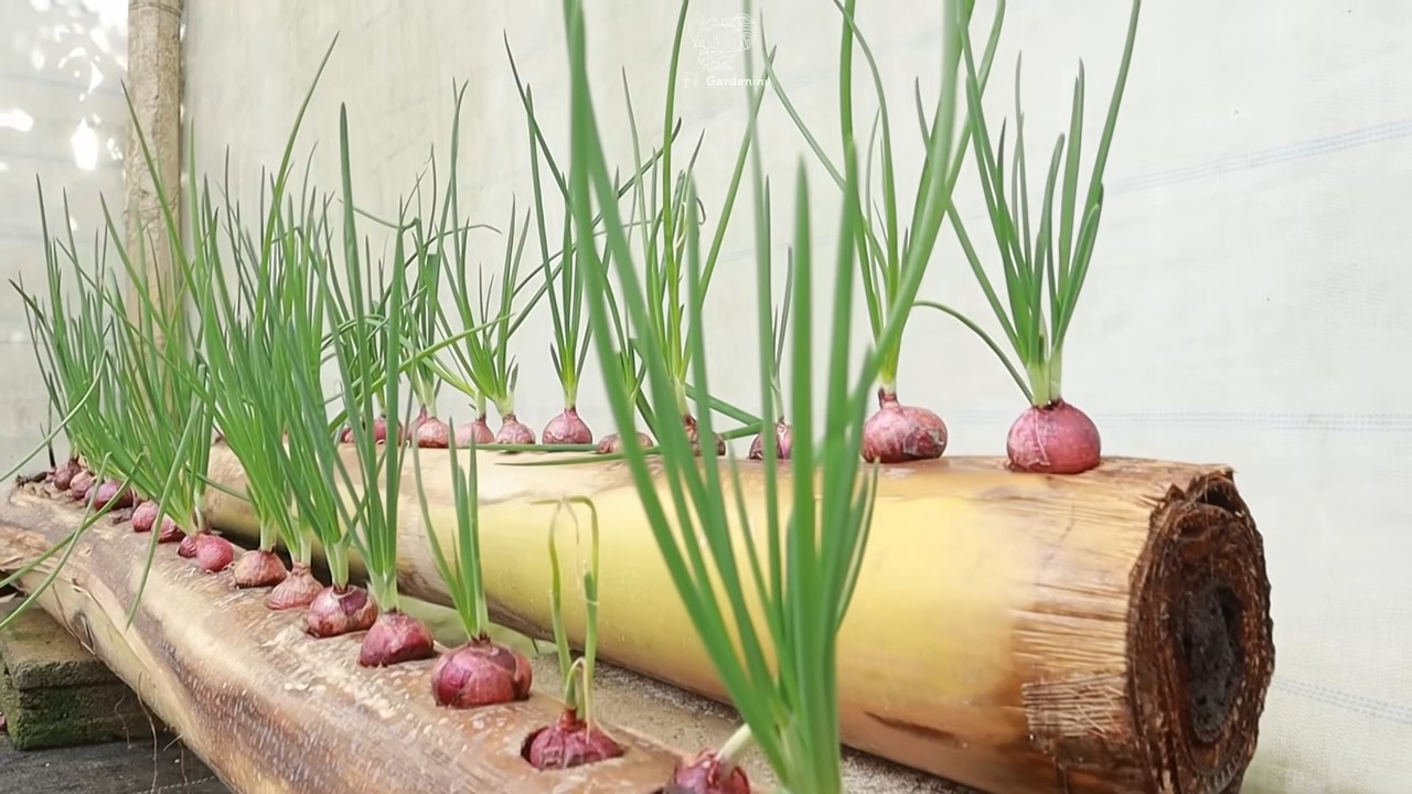Grow bigger onions