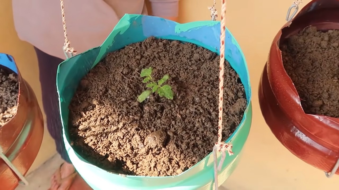 Tomato yield easy tip
