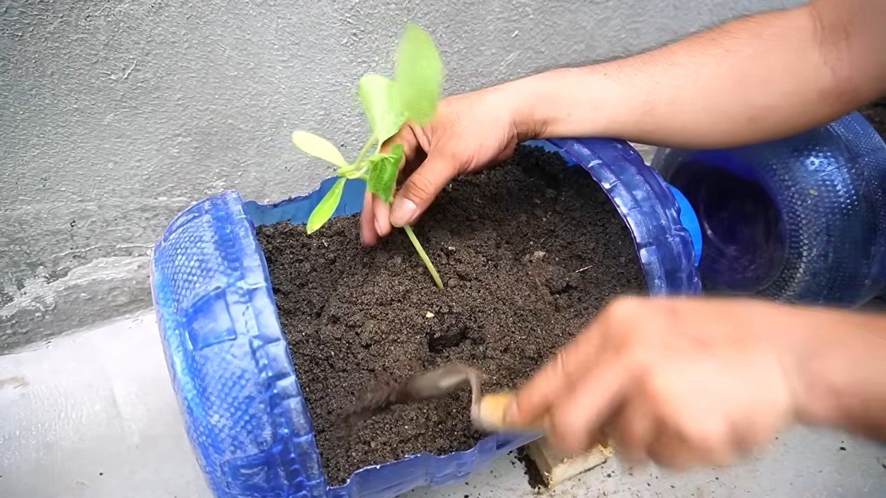 Growing Pumpkins in Small Spaces