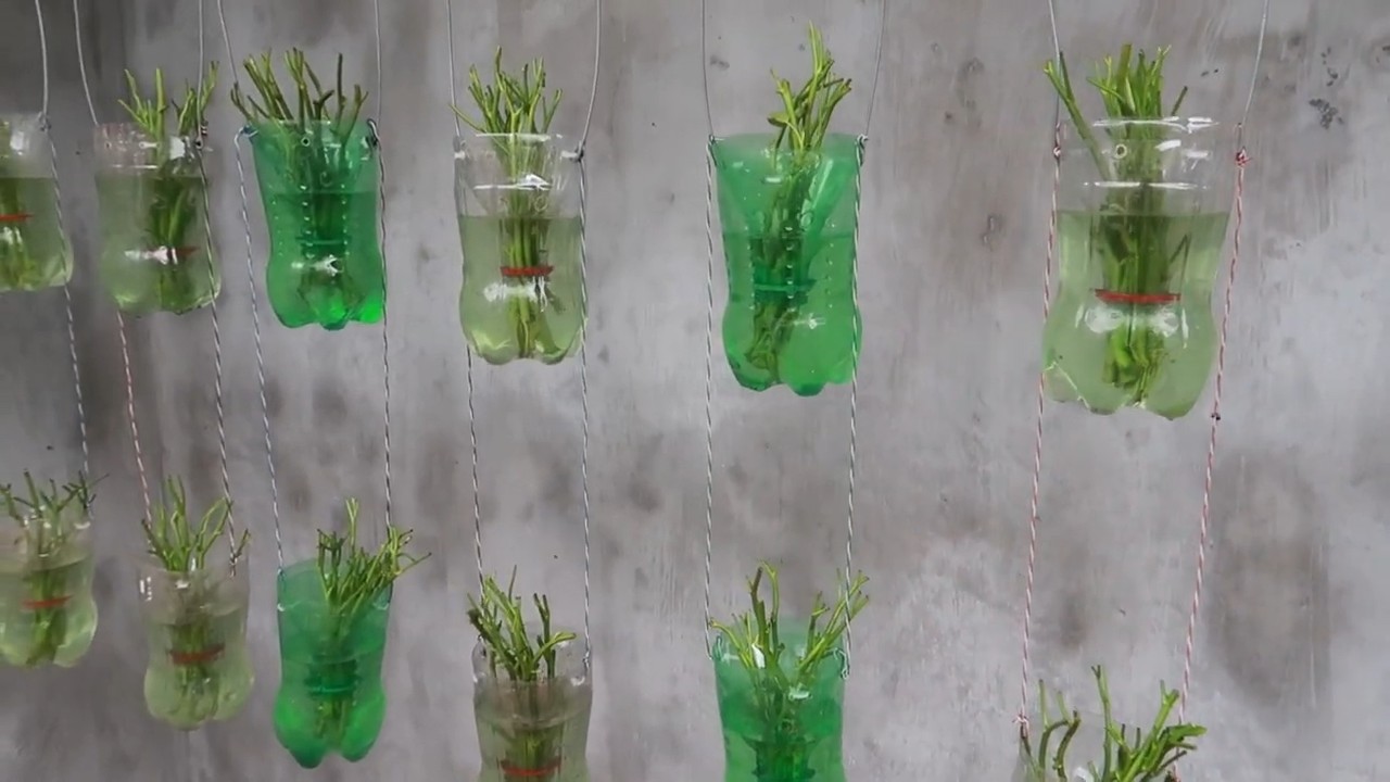 Spinach growing recycled bottles