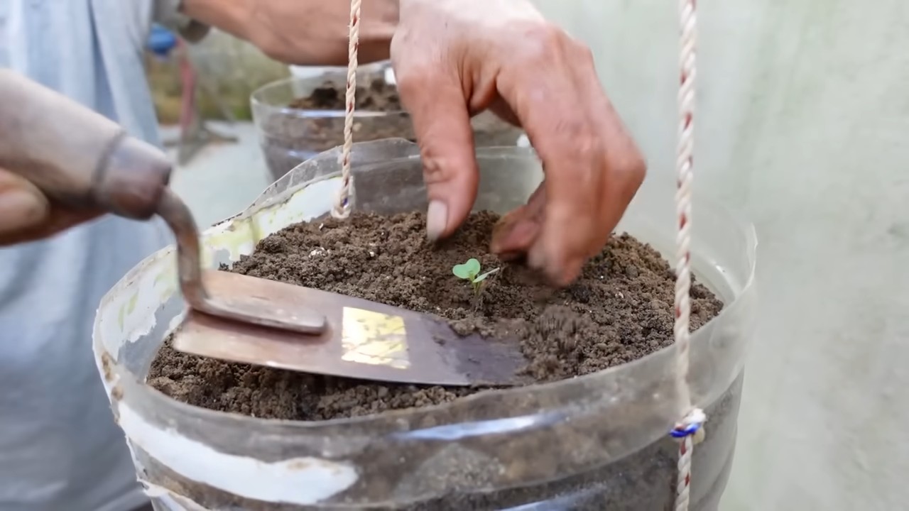 Growing Cabbage Successfully