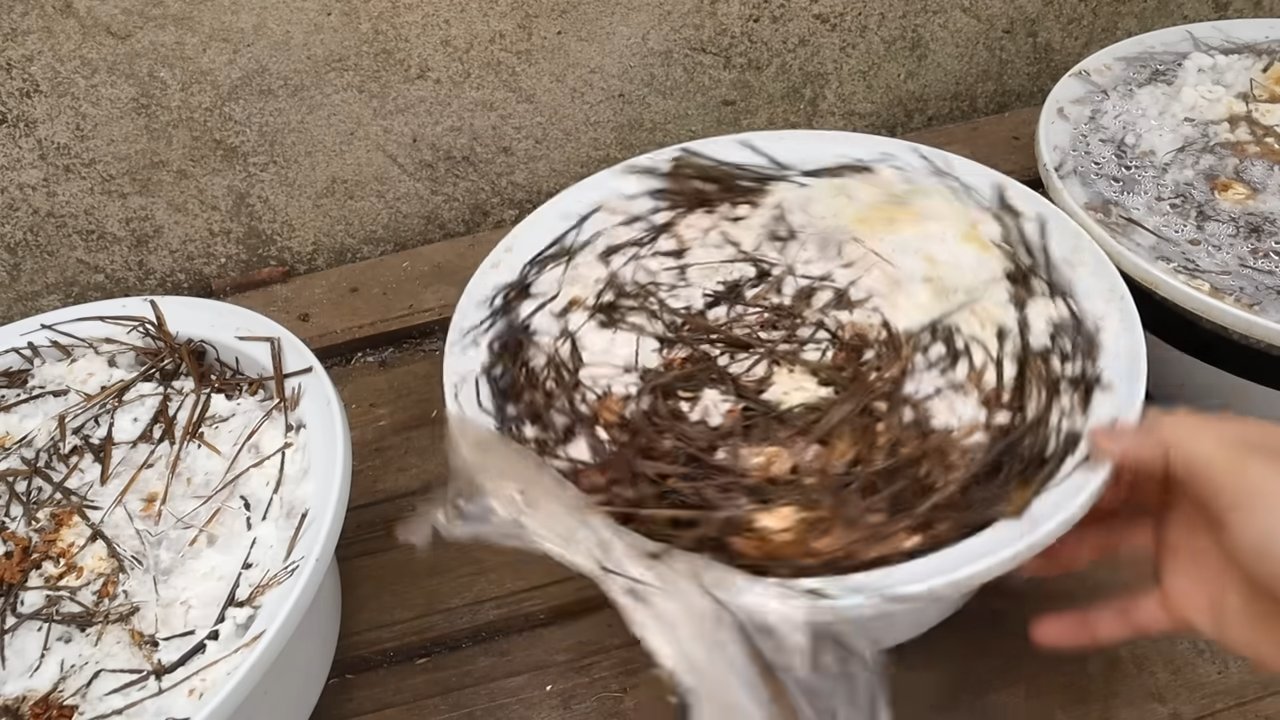 Grow Mushrooms at Home