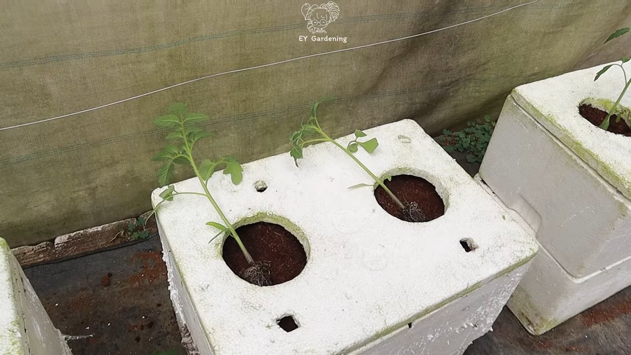 Terrace tomato all year