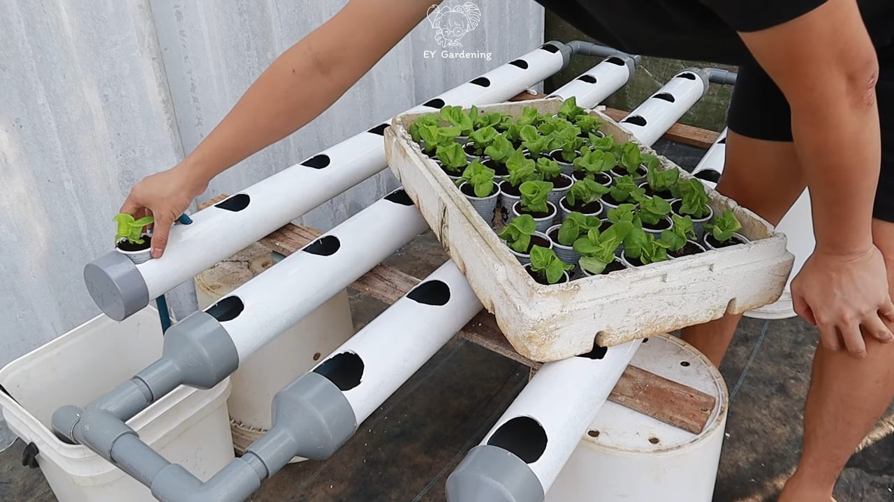 Water lettuce garden at home
