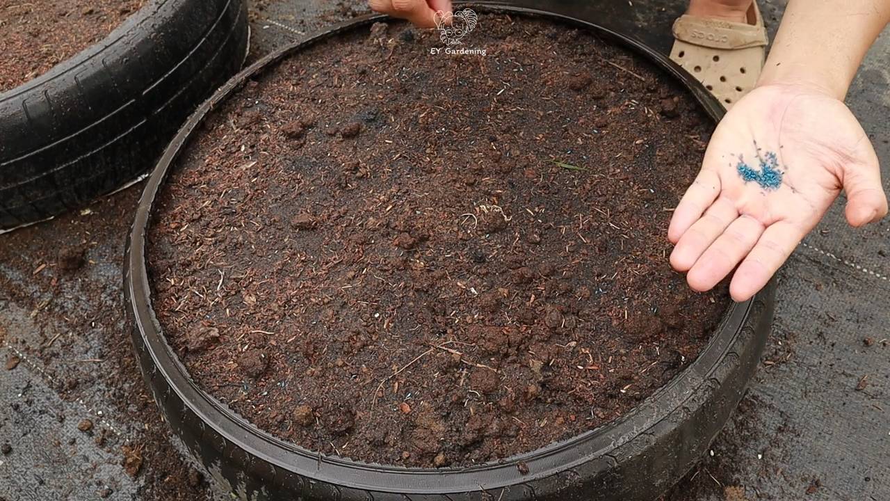 Grow baby carrots at home