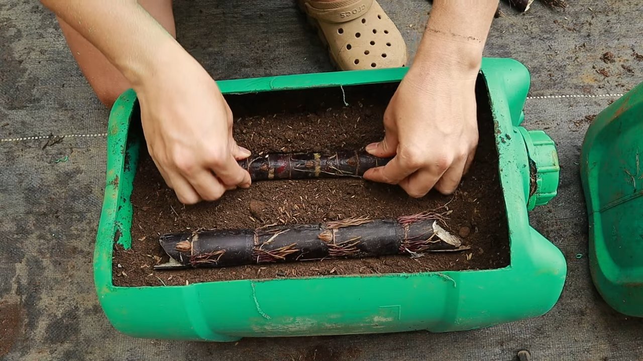 Recycled bottle sugarcane growing