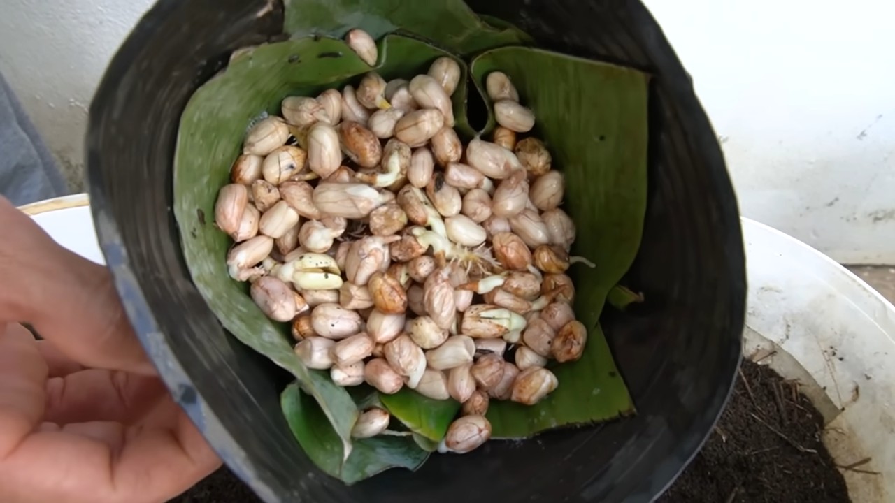 Growing peanuts in buckets