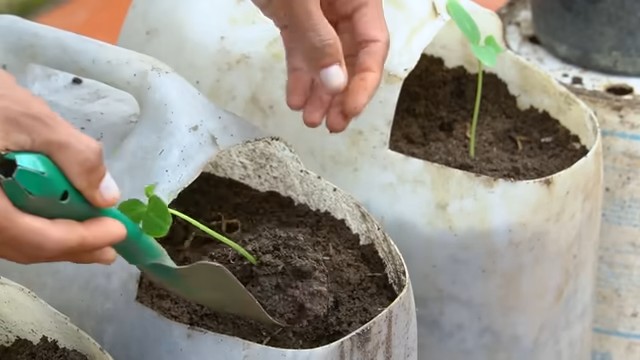 Container Tomatoes Clever Hack