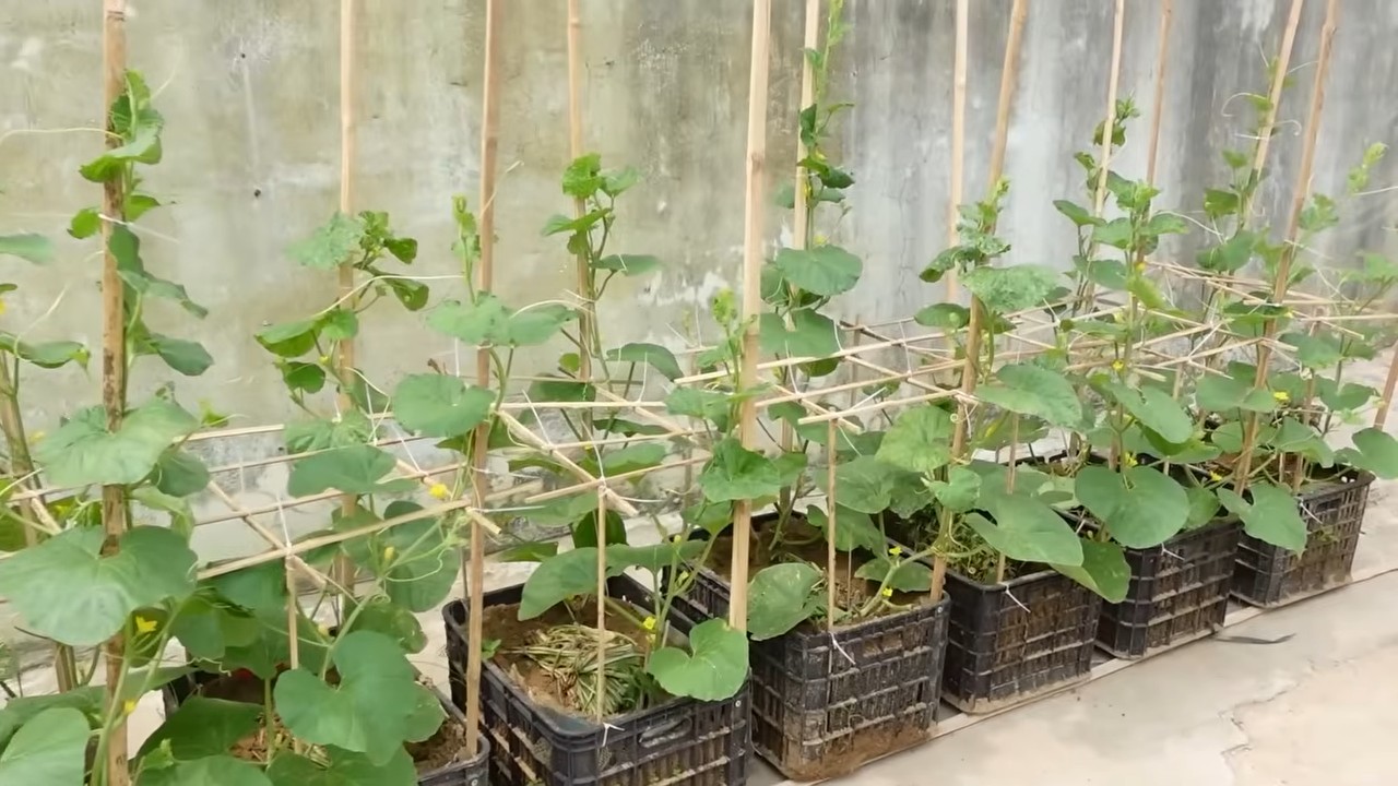 Easy sweet melon growing