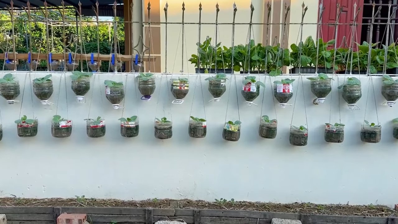 Vertical Cabbage Growing