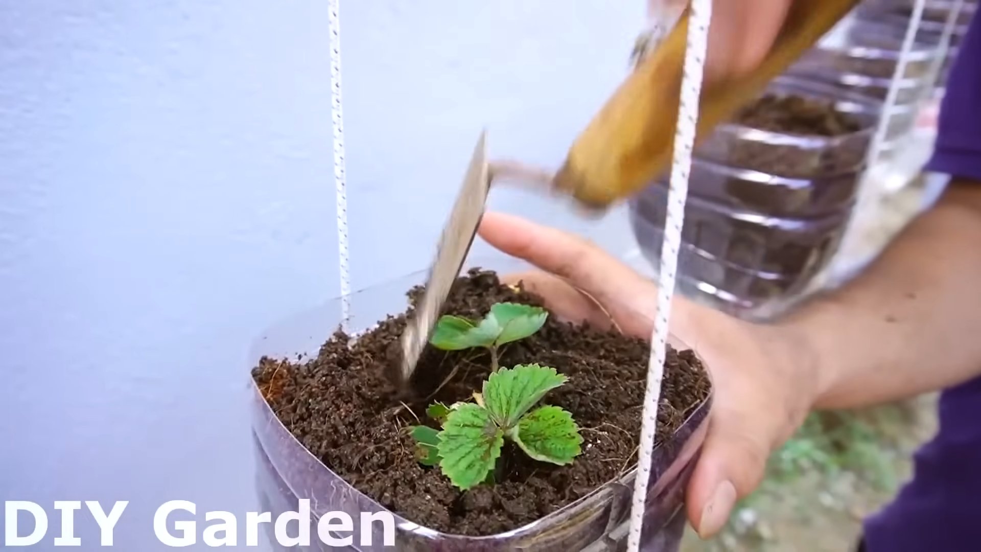 Strawberry growing tricks