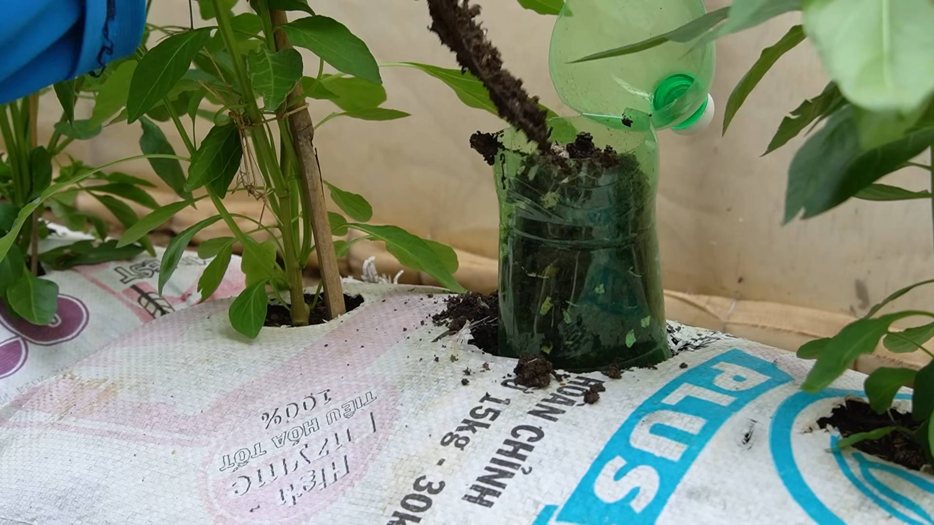 DIY Chili Soil Bag Hack