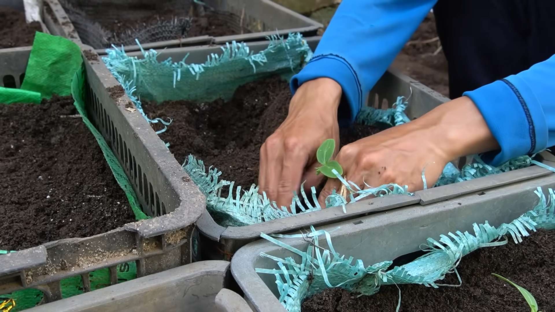 Cucumber garden secrets