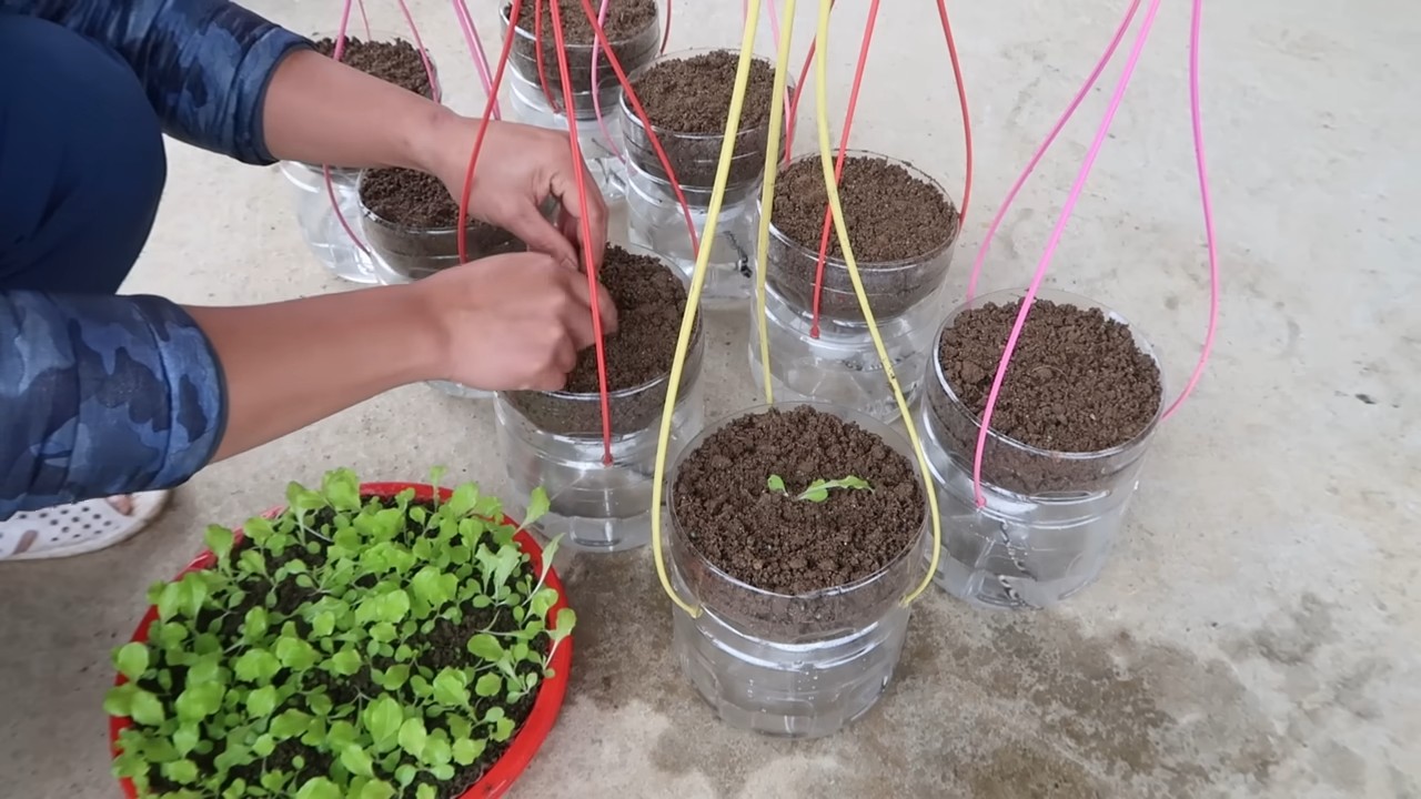 Hanging bottle lettuce garden