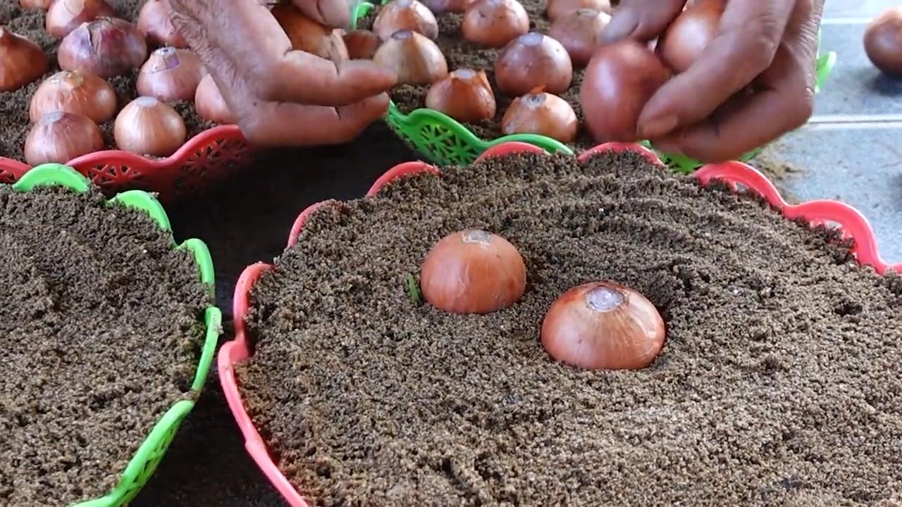 Onion planting harvest boost