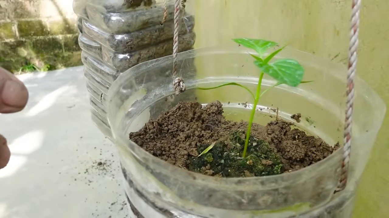 Chili plant propagation