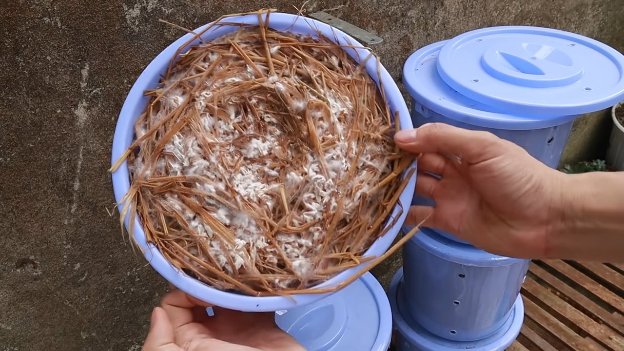 Mushroom growing at home bucket