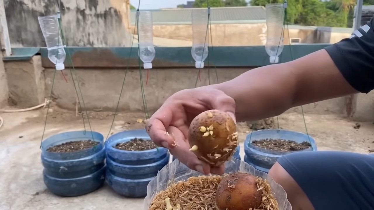 Potato growing in bottles