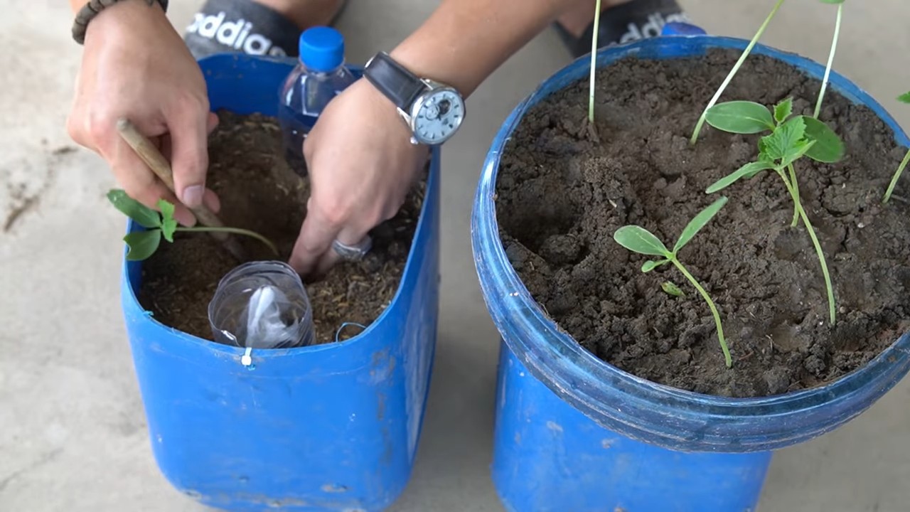 Growing Cucumbers in Containers