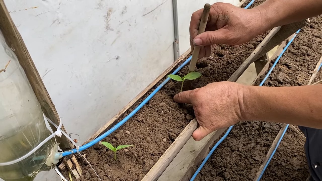 Homegrown Spinach Tiered Garden