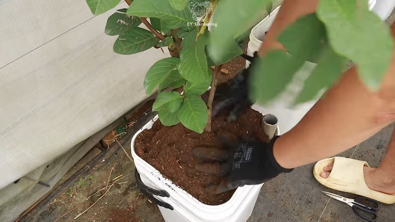Terrace Guava Tree Growing Tips