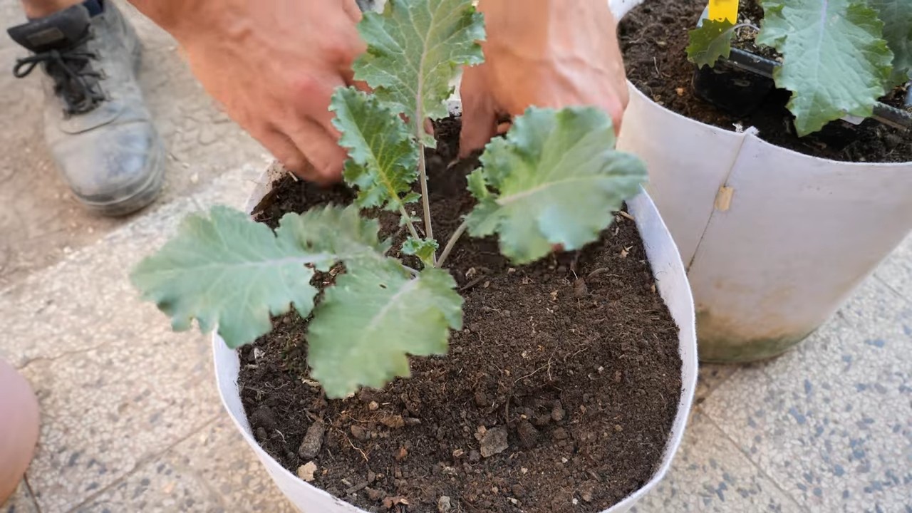 Kale harvest extension