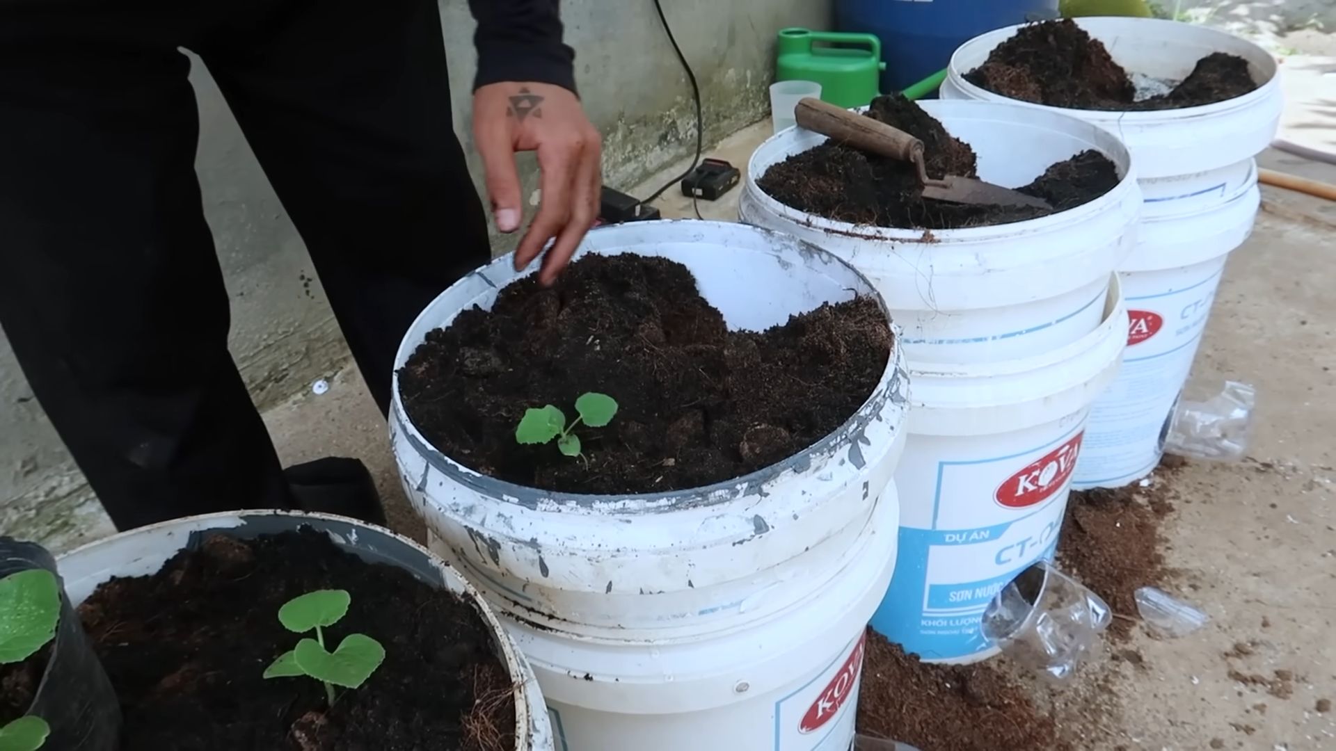 Growing Cantaloupe in a Barrel