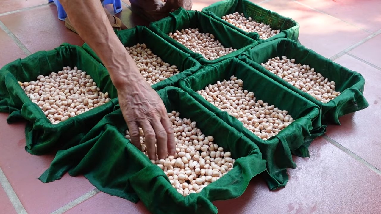 Growing bean sprouts from peanuts