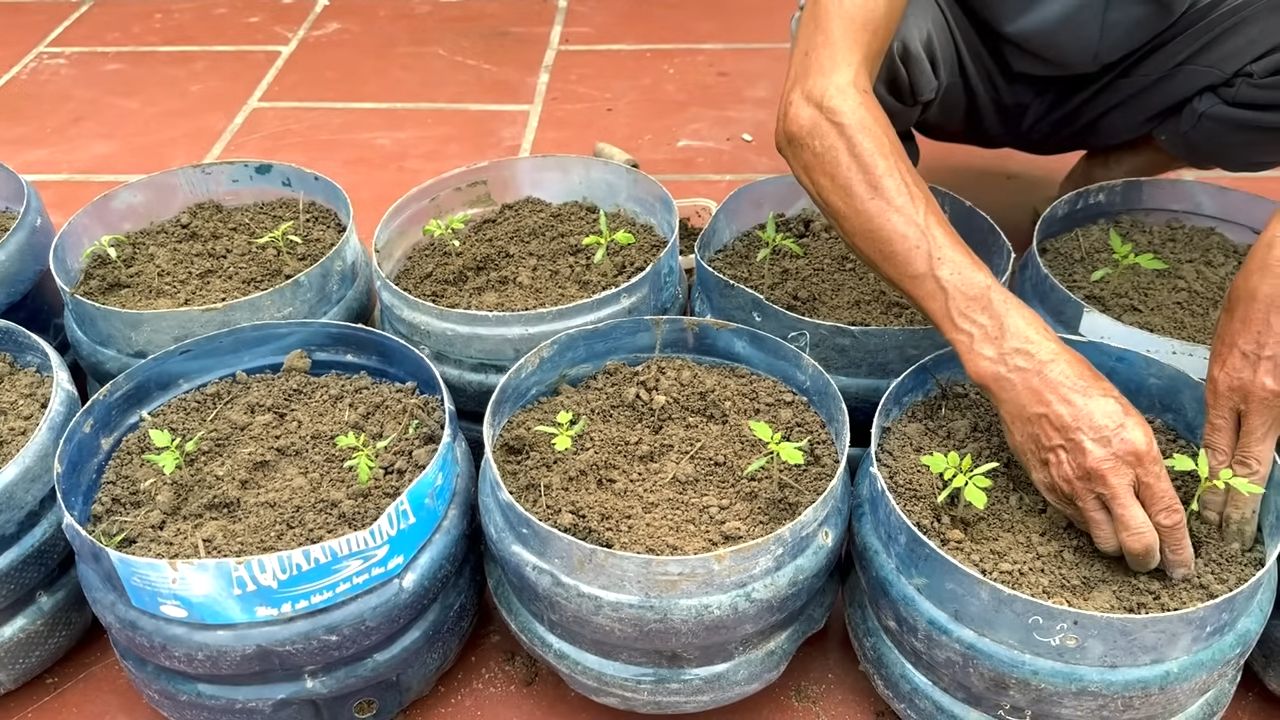 Can gardening tomato harvest